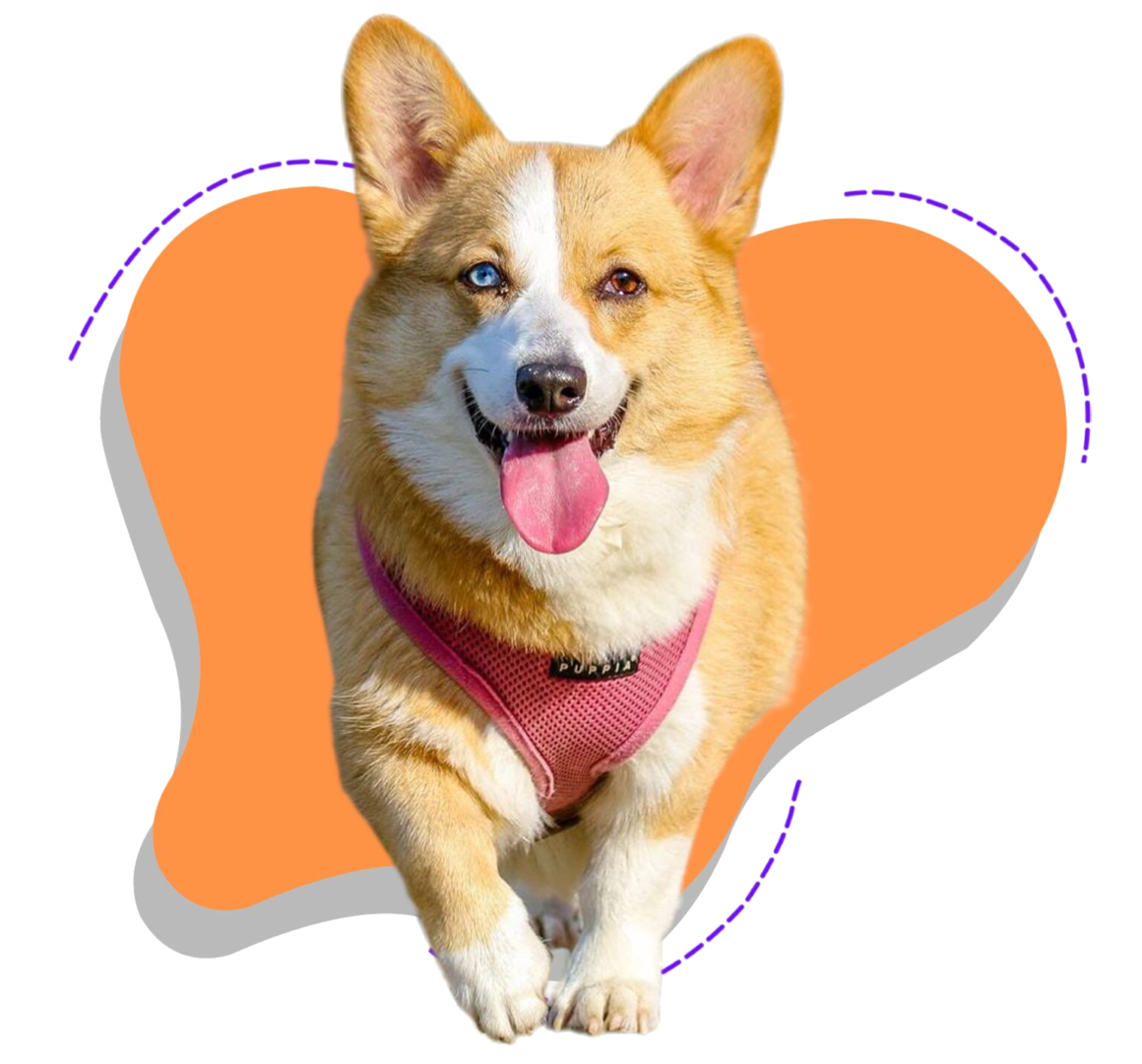 11 corgi-edit2-1536x1430