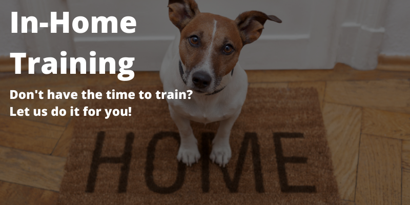 In-Home Dog Training
