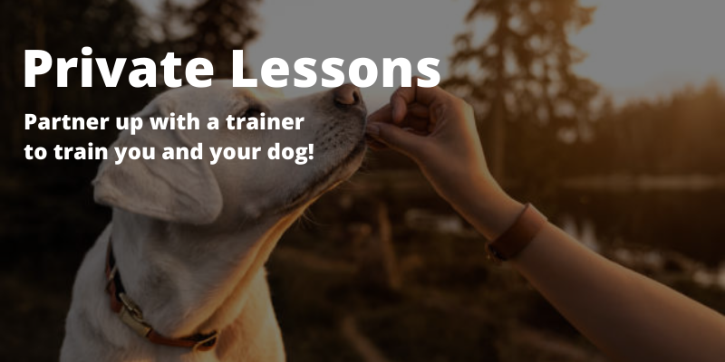 Private lessons Partner up with a trainer to train you and your dog