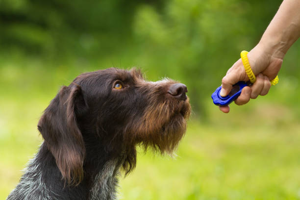 dog looking at human holding a clicker