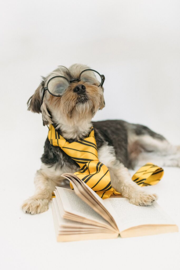 small dog wearing glasses and reading a book