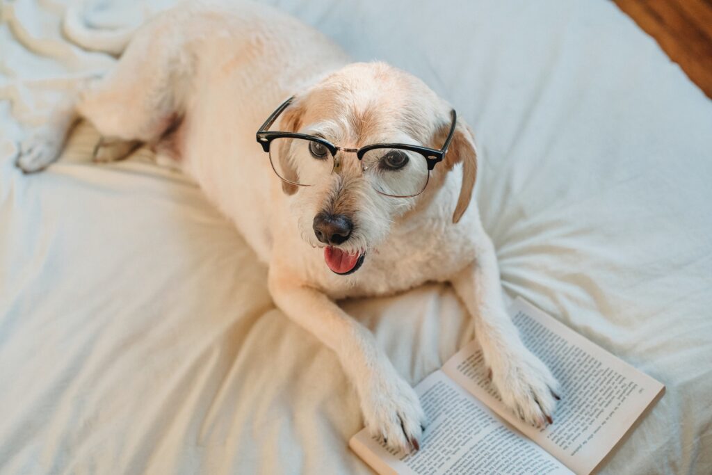Dog on Bed with book