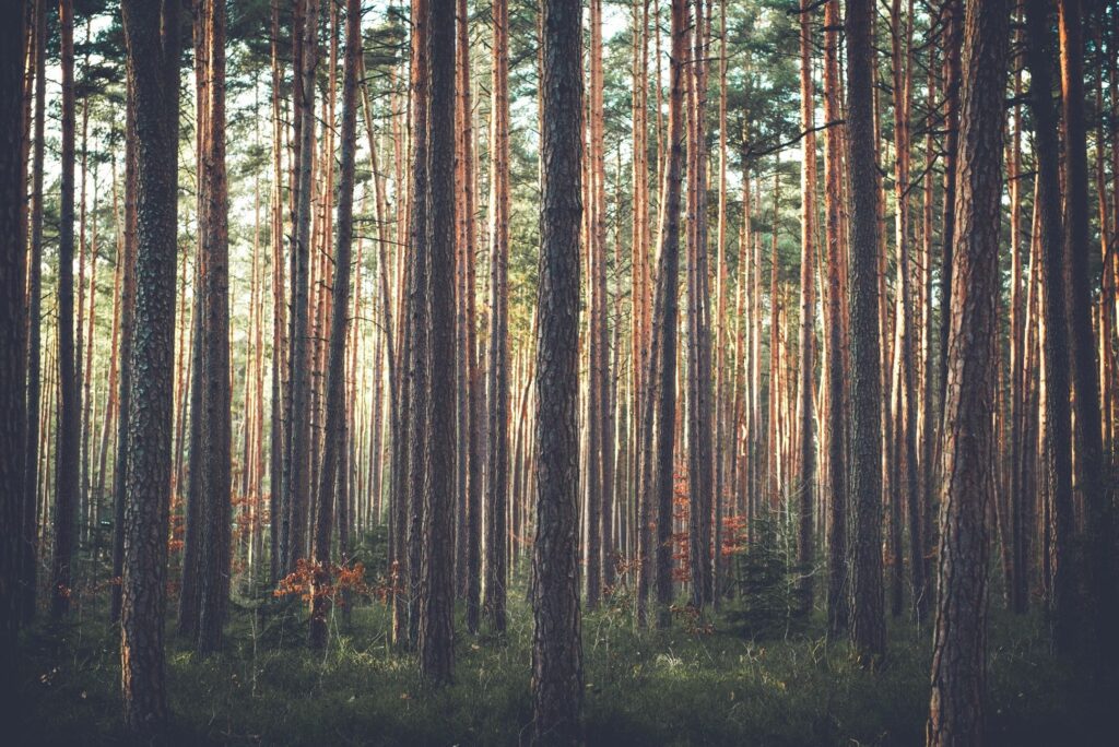 Trees
