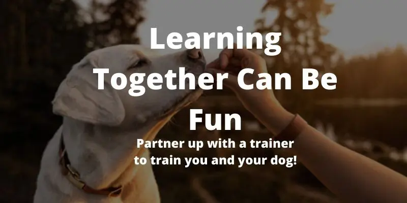 Image of dog with text Learning together can be fun